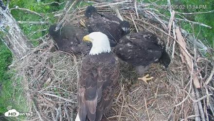 Cardinal Land Conservancy Eagles Live Webcam - May 5, 2026, 2:14pm EDT