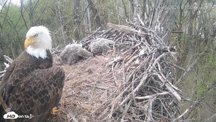 Cardinal Land Conservancy Eagles Live Webcam - Apr 10, 2026, 1:50pm EDT