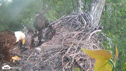 Cardinal Land Conservancy Eagles Live Webcam - Apr 29, 2026, 8:03pm EDT