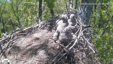 Cardinal Land Conservancy Eagles Live Webcam - Apr 20, 2026, 2:07pm EDT
