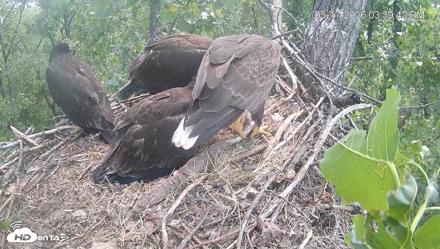 Cardinal Land Conservancy Eagles Live Webcam - May 17, 2026, 3:40pm EDT