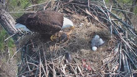 Cardinal Land Conservancy Eagles Live Webcam - Mar 26, 2026, 12:04pm EDT