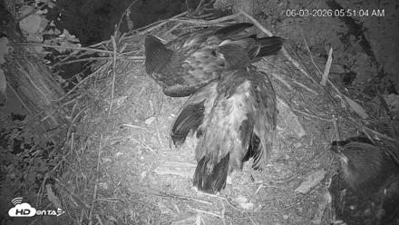 Cardinal Land Conservancy Eagles Live Webcam - Jun 3, 2026, 5:51am EDT