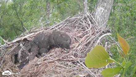Cardinal Land Conservancy Eagles Live Webcam - May 6, 2026, 3:59pm EDT