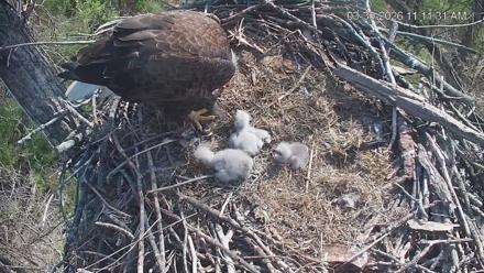 Cardinal Land Conservancy Eagles Live Webcam - Mar 30, 2026, 11:12am EDT