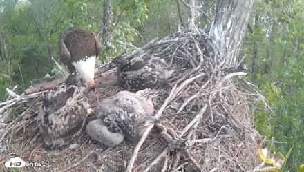 Cardinal Land Conservancy Eagles Live Webcam - Apr 25, 2026, 7:09pm EDT