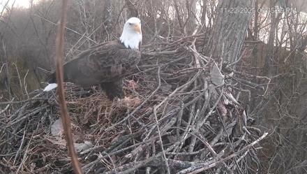Cardinal Land Conservancy Eagles Live Webcam - Nov 22, 2025, 5:35pm EST