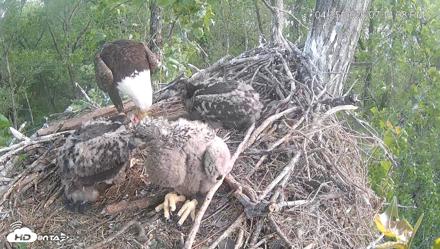 Cardinal Land Conservancy Eagles Live Webcam - Apr 25, 2026, 7:12pm EDT