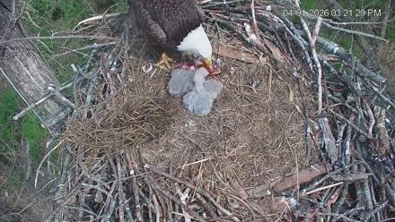 Cardinal Land Conservancy Eagles Live Webcam - Apr 1, 2026, 3:22pm EDT