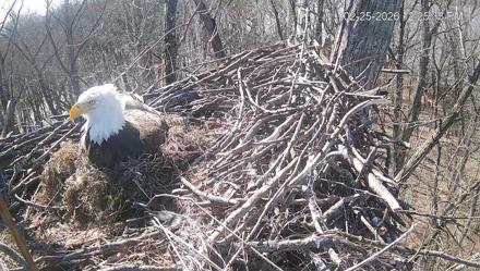Cardinal Land Conservancy Eagles Live Webcam - Feb 25, 2026, 12:26pm EST