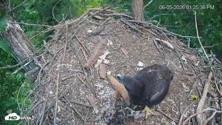 Cardinal Land Conservancy Eagles Live Webcam - Jun 5, 2026, 1:26pm EDT