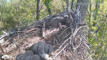 Cardinal Land Conservancy Eagles Live Webcam - Apr 17, 2026, 5:33pm EDT