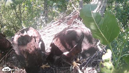 Cardinal Land Conservancy Eagles Live Webcam - May 29, 2026, 11:01am EDT