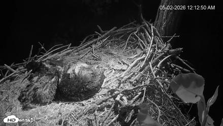 Cardinal Land Conservancy Eagles Live Webcam - May 2, 2026, 12:13am EDT