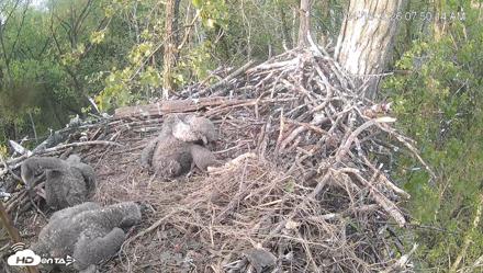 Cardinal Land Conservancy Eagles Live Webcam - Apr 16, 2026, 7:51am EDT