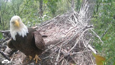 Cardinal Land Conservancy Eagles Live Webcam - Apr 27, 2026, 12:43pm EDT
