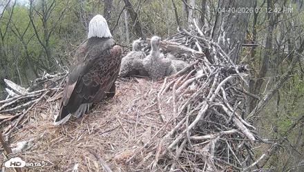 Cardinal Land Conservancy Eagles Live Webcam - Apr 10, 2026, 3:13pm EDT