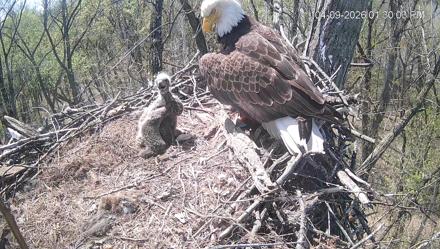 Cardinal Land Conservancy Eagles Live Webcam - Apr 9, 2026, 1:30pm EDT