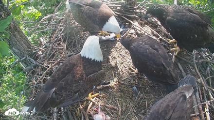 Cardinal Land Conservancy Eagles Live Webcam - May 19, 2026, 9:39am EDT