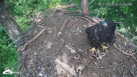 Cardinal Land Conservancy Eagles Live Webcam - Jun 11, 2026, 3:13pm EDT