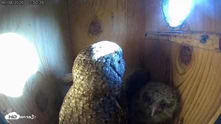 Eastern Screech Owl Live Cam - Jun 4, 2026, 8:19am CDT