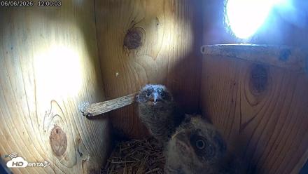 Eastern Screech Owl Live Cam - Jun 6, 2026, 12:03pm CDT