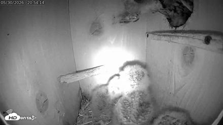 Eastern Screech Owl Live Cam - May 30, 2026, 10:18pm CDT