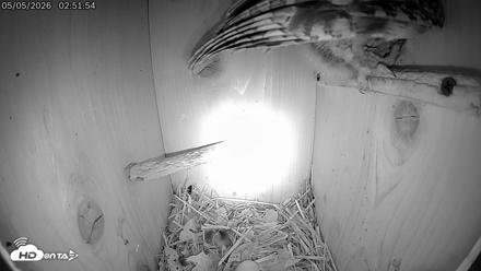 Eastern Screech Owl Live Cam - May 5, 2026, 2:55am CDT