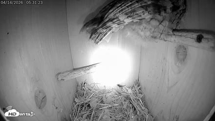 Eastern Screech Owl Live Cam - Apr 14, 2026, 10:45am CDT
