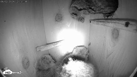 Eastern Screech Owl Live Cam - Jun 2, 2026, 11:37pm CDT