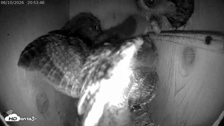 Eastern Screech Owl Live Cam - Jun 11, 2026, 12:15am CDT