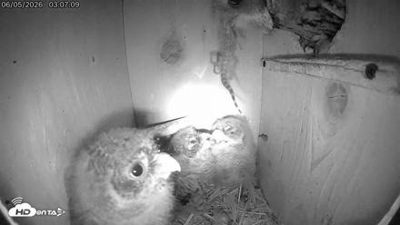 Eastern Screech Owl Live Cam - Jun 5, 2026, 1:00pm CDT