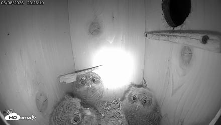 Eastern Screech Owl Live Cam - Jun 9, 2026, 12:20am CDT
