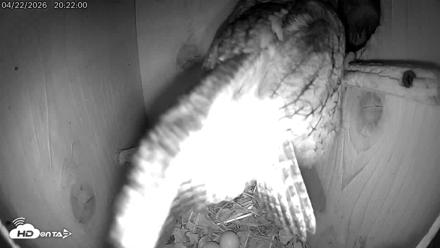 Eastern Screech Owl Live Cam - Apr 22, 2026, 11:31pm CDT