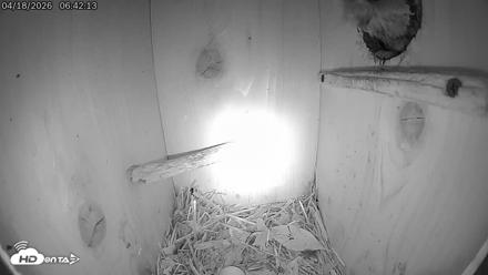 Eastern Screech Owl Live Cam - Apr 18, 2026, 12:46pm CDT