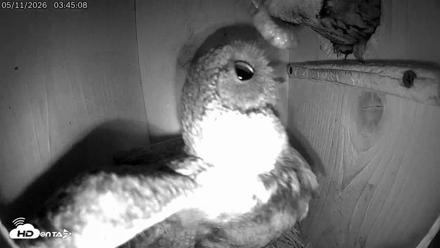 Eastern Screech Owl Live Cam - May 11, 2026, 1:05pm CDT