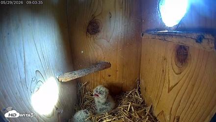 Eastern Screech Owl Live Cam - May 29, 2026, 9:04am CDT