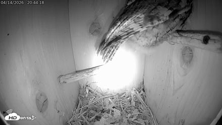 Eastern Screech Owl Live Cam - Apr 15, 2026, 1:48am CDT