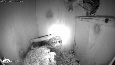 Eastern Screech Owl Live Cam - Jun 7, 2026, 7:03am CDT