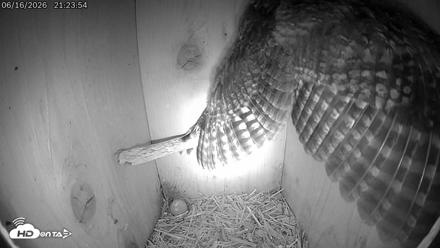 Eastern Screech Owl Live Cam - Jun 16, 2026, 9:25pm CDT
