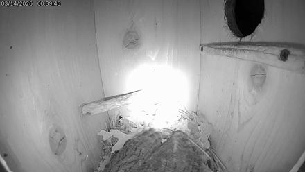 Eastern Screech Owl Live Cam - Mar 14, 2026, 6:34am CDT