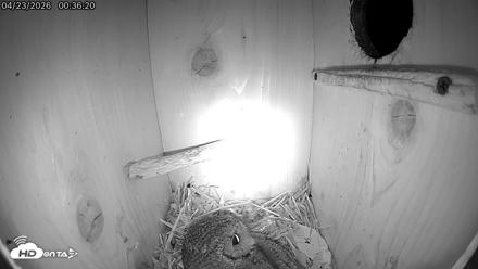 Eastern Screech Owl Live Cam - Apr 23, 2026, 12:36am CDT