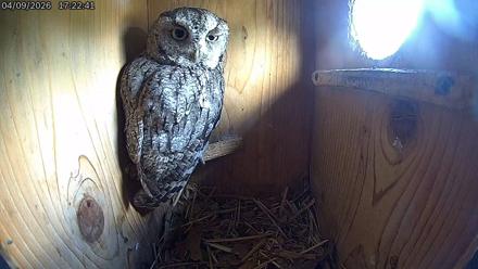 Eastern Screech Owl Live Cam - Apr 9, 2026, 5:27pm CDT