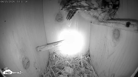 Eastern Screech Owl Live Cam - Apr 15, 2026, 3:35am CDT
