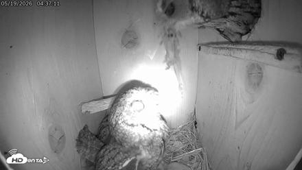 Eastern Screech Owl Live Cam - May 19, 2026, 9:51am CDT