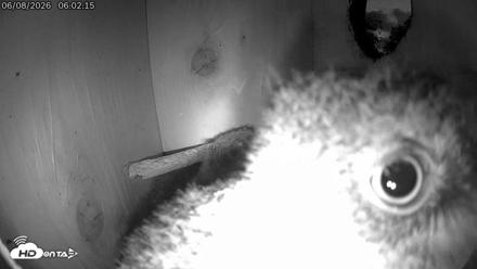Eastern Screech Owl Live Cam - Jun 8, 2026, 6:02am CDT