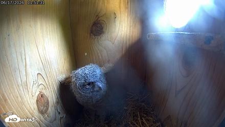 Eastern Screech Owl Live Cam - Jun 17, 2026, 11:54am CDT