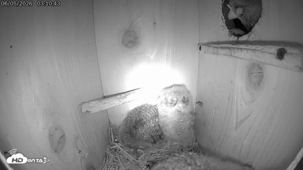Eastern Screech Owl Live Cam - Jun 5, 2026, 1:11pm CDT