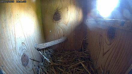 Eastern Screech Owl Live Cam - Sep 2, 2025, 6:23pm CDT