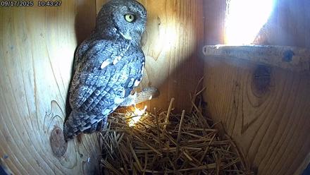 Eastern Screech Owl Live Cam - Sep 17, 2025, 12:08pm CDT
